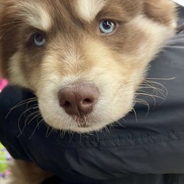 Pomsky Puppies from Urban Sky Kennel