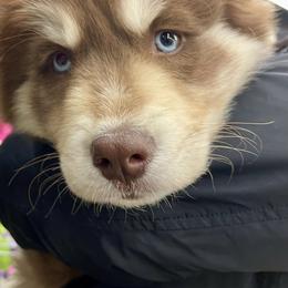 Pomsky Puppies from Urban Sky Kennel