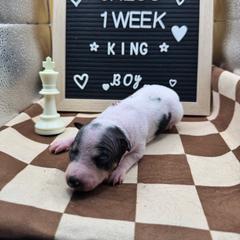 King - Black tan and white male American Hairless Terrier puppy in Bates City, Missouri from Bare Wonder