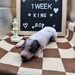 King - Black tan and white male American Hairless Terrier puppy in Bates City, Missouri from Bare Wonder