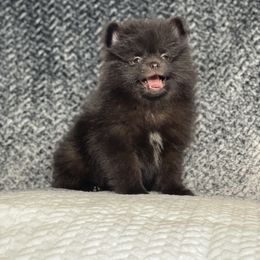 Pomeranian Puppies from Annie’s Animated AKC Pomeranians