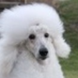 Aragon - Poodle