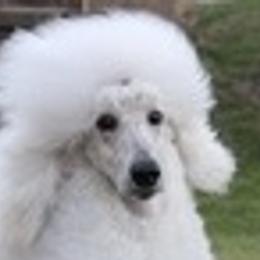 Aragon - Poodle