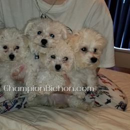 Bichon Frise Puppies from Champion Bichon