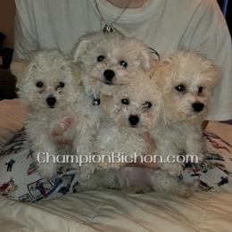 Bichon Frise Puppies from Champion Bichon