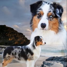 Australian Shepherd All Grown Up from Laura's Aussies