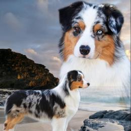 Australian Shepherd All Grown Up from Laura's Aussies