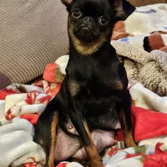 Bingo - Brussels Griffon