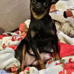 Bingo - Brussels Griffon