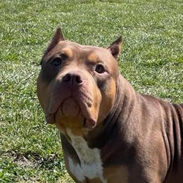 Ducky - American Bully