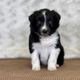 Turkey - Black & white male Australian Shepherd puppy in Argyle, Iowa from Country Time Kennels