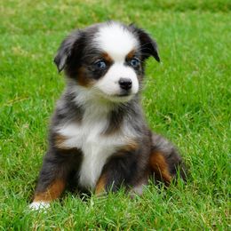 Tiny blue merle female - Blue merle female Miniature Australian Shepherd puppy in Lawton, Oklahoma from Lindsey’s Aussies
