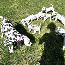 Dalmatian Puppies from Blue Moon Dalmatians