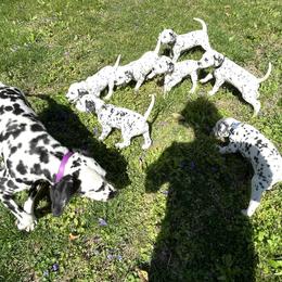 Dalmatian Puppies from Blue Moon Dalmatians