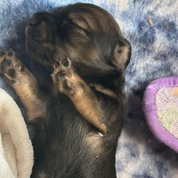 Izzy ( Greys Anatomy Litter) - Black and cream female Dachshund puppy in Proctor, Montana from Blue Star Dachshunds
