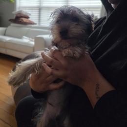 Boy 3 - Black and tan male Yorkshire Terrier puppy in Virginia Beach, Virginia from Andre's Yorkshire Terriers