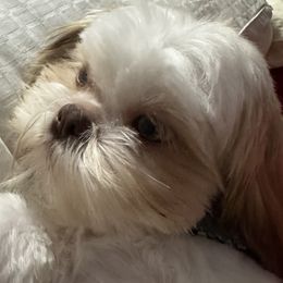 Tucker - Shih Tzu