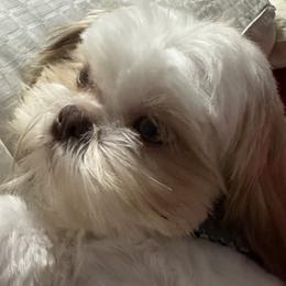 Tucker - Shih Tzu