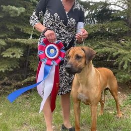 Rhodesian Ridgeback Puppies from Aziza Ridgebacks