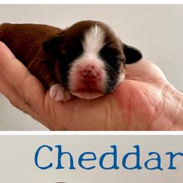 CHEDDAR - Red brindle male Havanese puppy in Charlotte, North Carolina from HavaReese Havanese