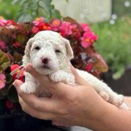 Sherbet - White male Sheepadoodle puppy in Wharton, Texas from Little Fur Friends