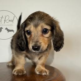 Boy 3 - Cream male Dachshund puppy in Town Creek, Alabama from Dirt Road Dachshunds