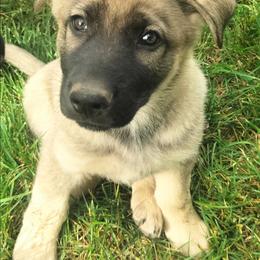 German Shepherd puppies from Ruby's Corgi's