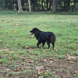 Miniature Australian Shepherd All Grown Up from Deep South Aussie's