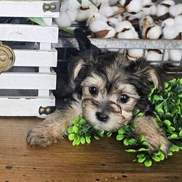 Pink Collar Girl - Black and tan female Morkie puppy in Guyton, Georgia from Fluff Town Puppies, LLC