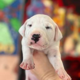 1st pick female - White and black female Dalmatian puppy in Lake Mathews, California from Bully Market