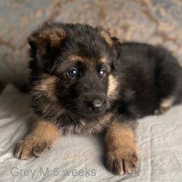 Grey collar boy - Black and red male German Shepherd puppy in Coleta, Illinois from Four Leaf Farm- Vom Vierblättriges Bauernhof
