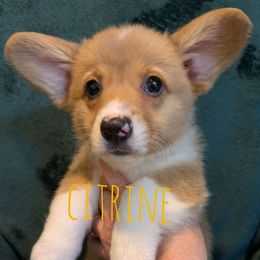 Citrine - Red female Pembroke Welsh Corgi puppy in Berkeley Springs, West Virginia from Hummingbird Farm