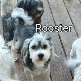 Rooster - Havanese