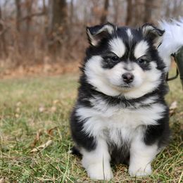 Pomeranian and Pomsky Puppies from Husky Hill Kennel