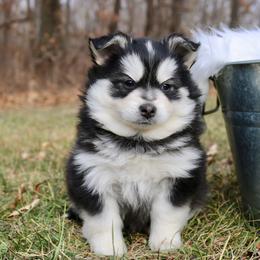 Pomeranian and Pomsky Puppies from Husky Hill Kennel