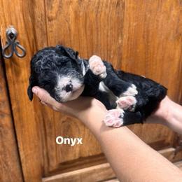 Onyx - Black and white male Bernedoodle puppy in Carmichaels, Pennsylvania from JensenBelle Doodles
