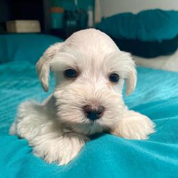 Marcus - Wheaten male Miniature Schnauzer puppy in Interlachen, Florida from Pam's Schnauzers