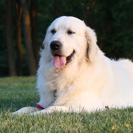 Golden Retrievers from Red Hive Golden Retrievers