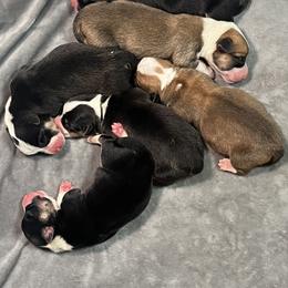 American Corgi and Pembroke Welsh Corgi Puppies from High Cotton Corgis