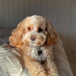 Goldendoodle, Maltese, Maltipoo, and Poodle All Grown Up from Dream Paws Puppies, LLC