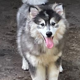 DaVinci $1000 - Pomsky puppy from Northeast Florida Pomskies