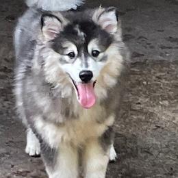 DaVinci $1000 - Pomsky puppy from Northeast Florida Pomskies