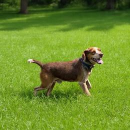 Hatchet - Beagle