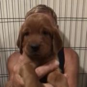 RedGirl - Mahogany female Irish Setter puppy in Longview, Washington from Royal Redheads Irish Setters