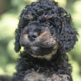 Daisy - Phantom female Bernedoodle puppy in Columbus, Ohio from Darcy Lee's Designer Doodles