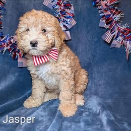 Jasper - Buff male Cockapoo puppy in Sunset, Louisiana from Cano Cockapoos