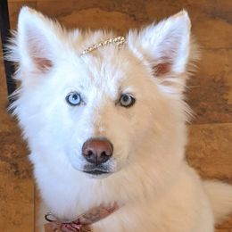 Alleska - Siberian Husky