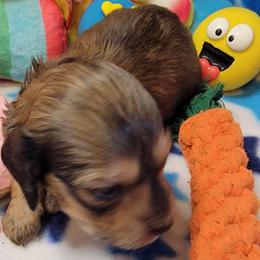Astro - Sable male Dachshund puppy in Terlton, Oklahoma from CLARK'S BREEDING PROGRAM