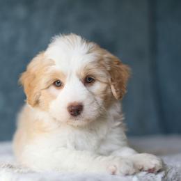 Rose - Cream female Aussiedoodle puppy in Tonopah, Arizona from Kae's Kennels