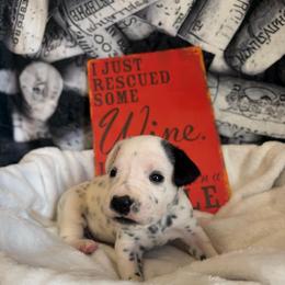 Cabernet - White and black female Dalmatian puppy in Claremore, Oklahoma from Lotsofdots Dalmatians